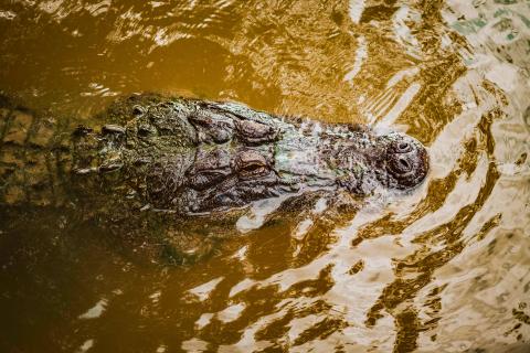 A gator floats at Wild Florida in Kissimmee