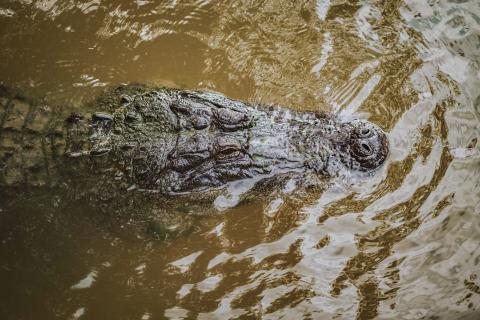 A close-up view of an alligator floating just beneath the surface of murky water, its eyes and snout visible above the ripples.