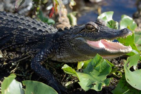 A Day in the Life of a Gator in Kissimmee, Florida