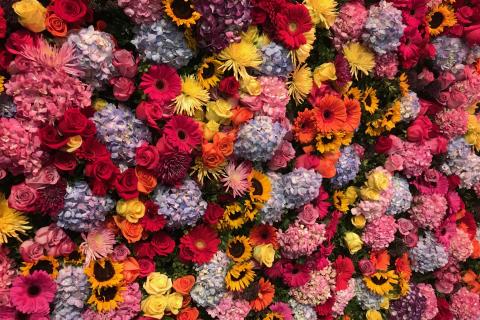 Top shot of flower beds at Epcot International Flower Garden