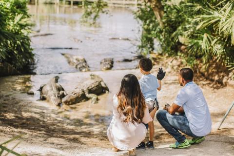 Family observes alligators by the water at Gatorland in Kissimmee, surrounded by lush greenery.