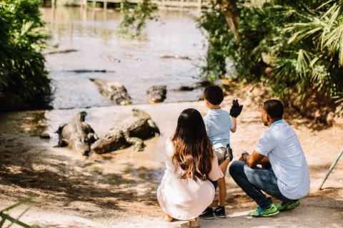 Family observes alligators by the water at Gatorland in Kissimmee, surrounded by lush greenery.