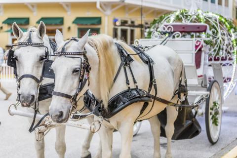A horse-drawn carriage is in the foreground with a downtown block in the background.