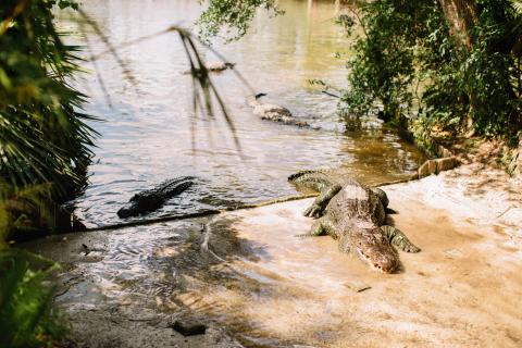 An alligator crawls out of the water onto land while another alligator floats in the water behind him.