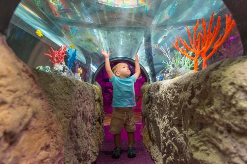 A child walks through the underwater tunnel at SEA  LIFE Orlando 