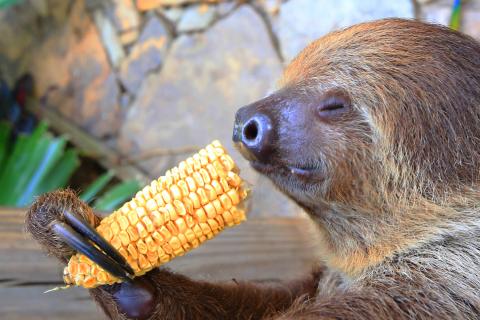 A sloth peacefully munches on an ear of corn, holding it gently with its long claws.