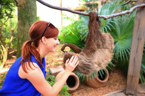 A woman smiles while gently feeding a sloth that hangs upside down from a branch in a lush, outdoor habitat.