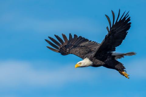 A bald eagle soars through a bright blue sky with its wings fully extended, showcasing its white head, yellow beak, and sharp talons.