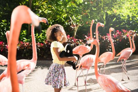 A young girl smiles while holding a stuffed orca toy and standing among a group of bright pink flamingos at Discovery Cove near Kissimmee, Florida.