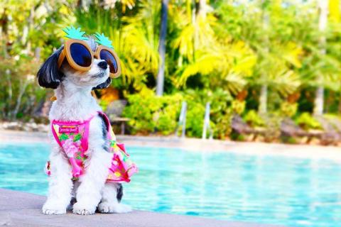 Instagram @tinkerbellethedog lounging by the pool in Kissimmee