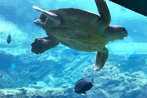 A sea turtle glides gracefully through a large aquarium at SeaWorld Orlando, surrounded by colorful tropical fish and rocky coral formations.
