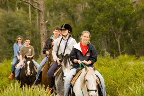 A group of people on horseback rides along a scenic trail surrounded by green foliage and tall trees.