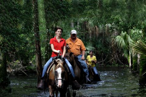 Group of people riding horses through the water in the woods.