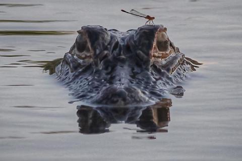 Alligator head rising from the water