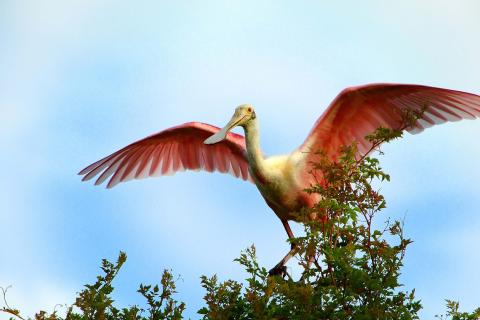 A roseate spoonbill spreads its pink wings while perched atop green branches against a clear blue Florida sky.