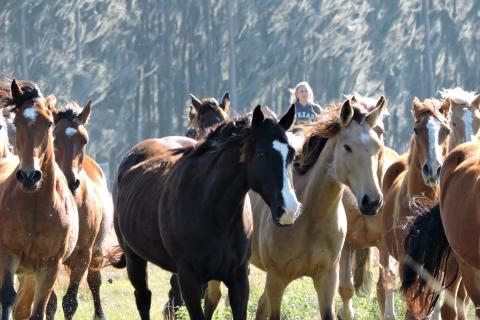 Horses galloping through a field.