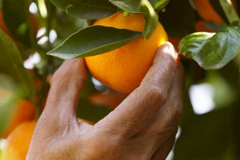 orange being picked off a tree