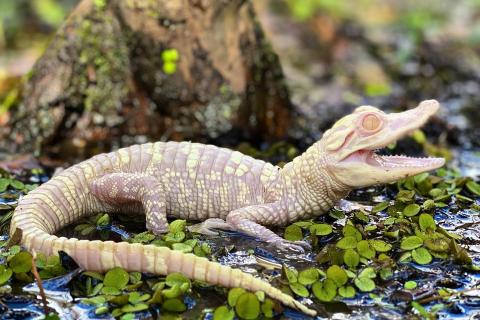 A rare albino baby alligator rests among bright green floating plants in a wetland area.
