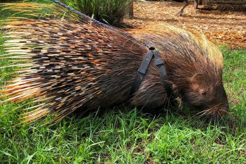 A large porcupine wearing a harness grazes in the grass while a peacock wanders in the background.