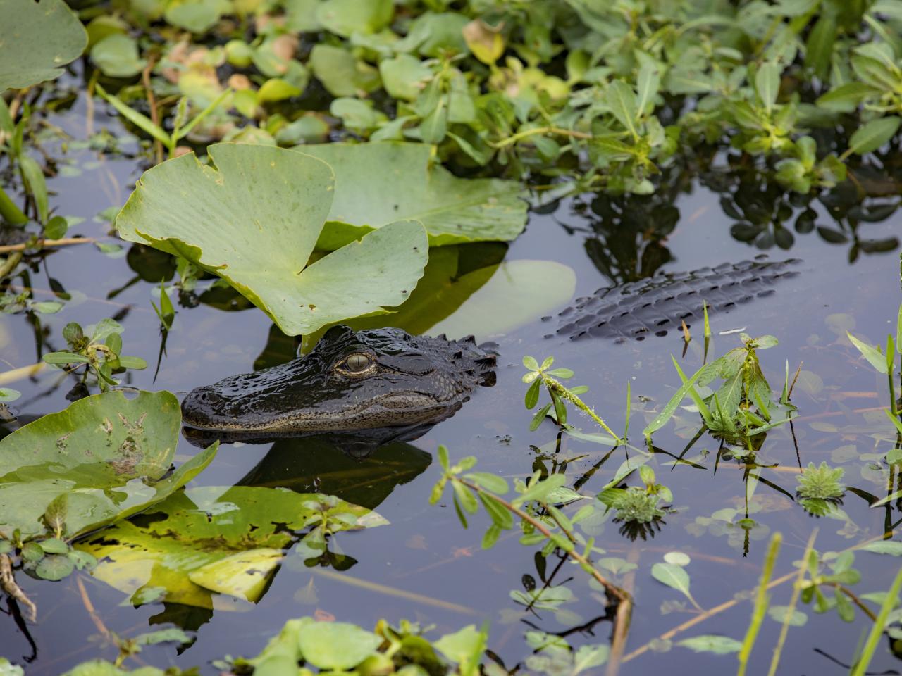 7 Surprising Facts About Alligators & Where to See Them in Action ...