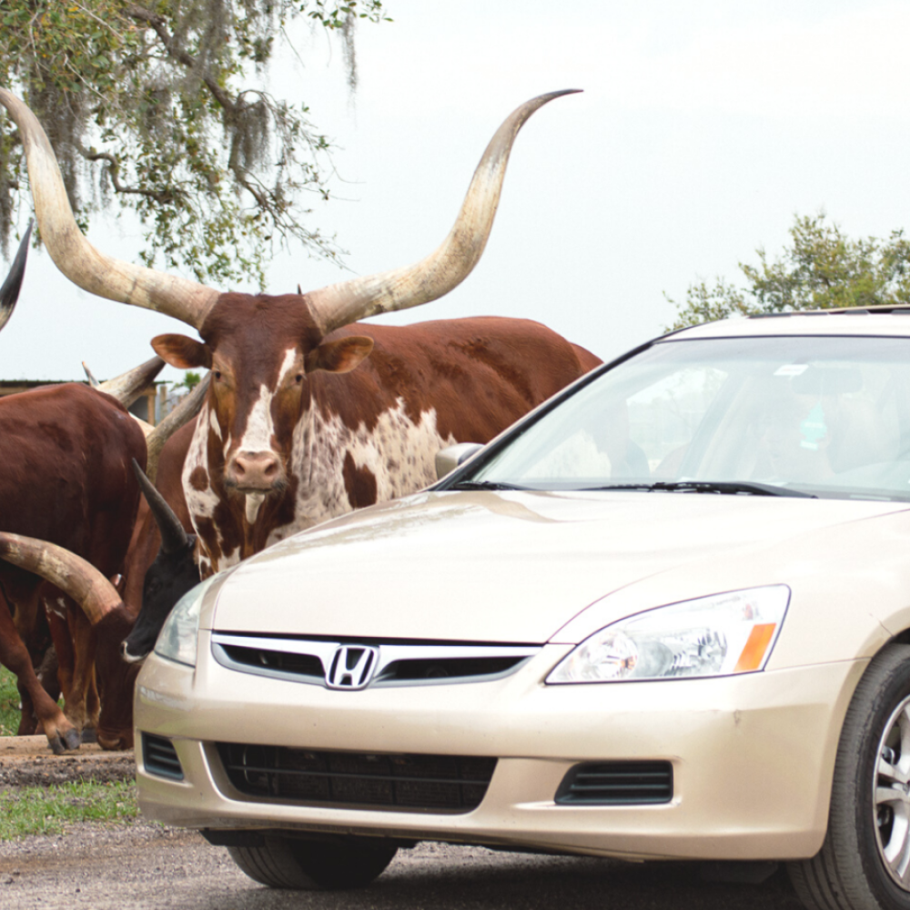 Car driving through a safari-style attraction as longhorn cattle approach the vehicle on a grassy path.