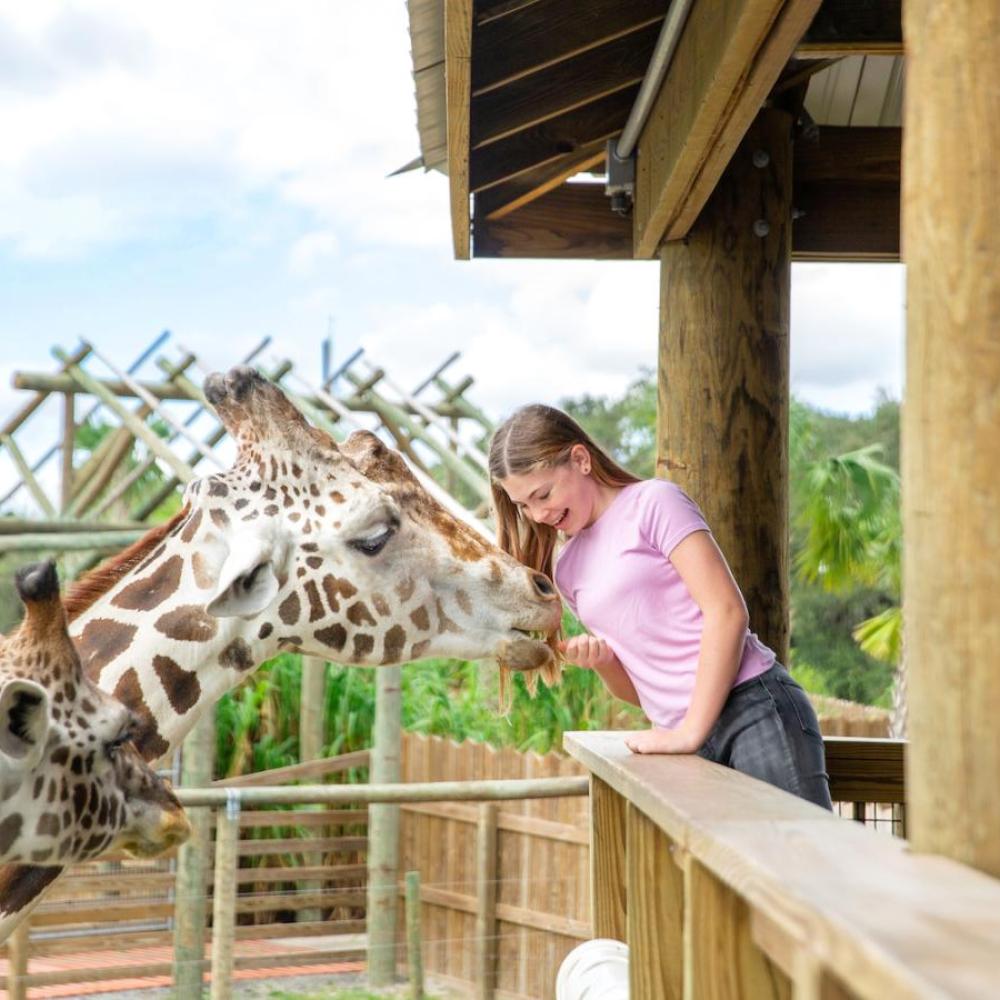 A young girl smiles while feeding two giraffes from a wooden platform at an outdoor wildlife attraction.
