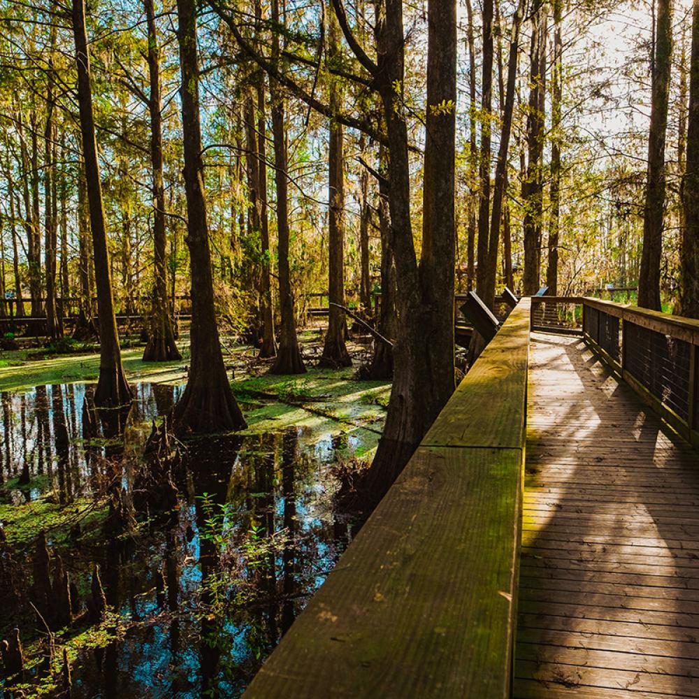 Wooden boardwalk winding through a peaceful cypress swamp surrounded by tall trees at Gatorland near Kissimmee, Florida.