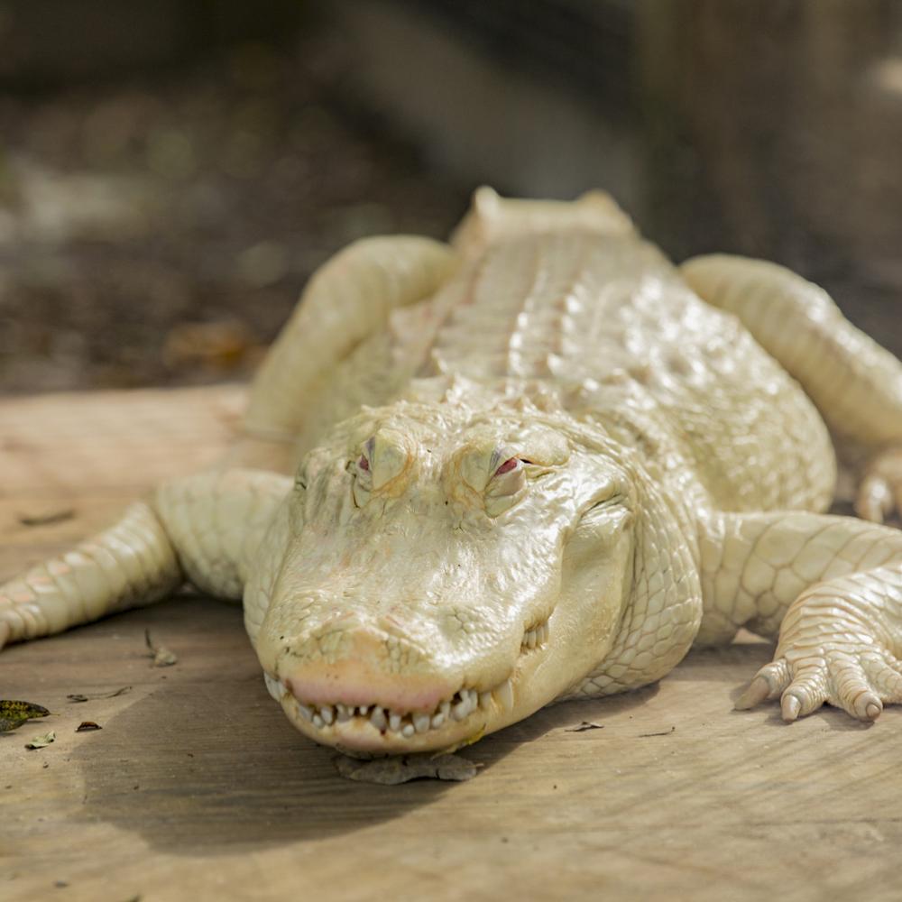 Albino alligator at Wild Florida.