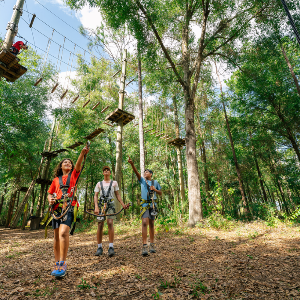 Orlando Tree Trek