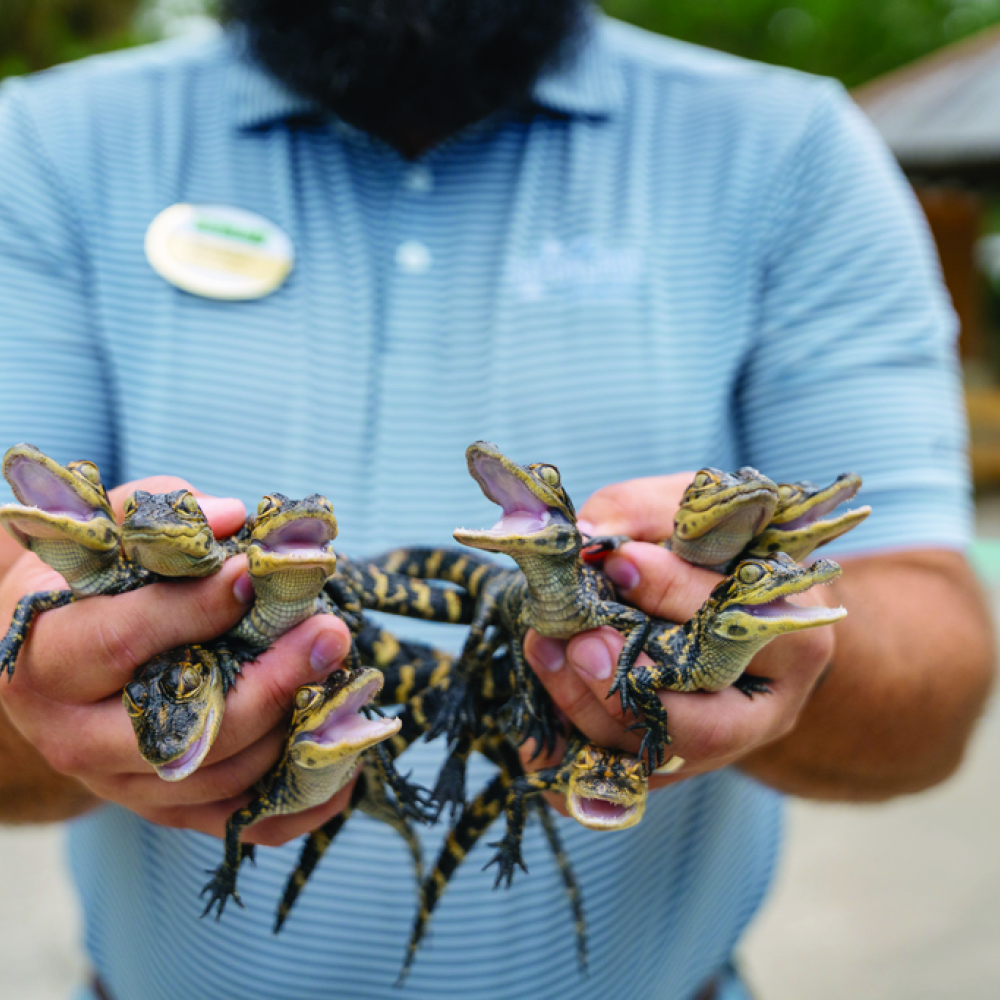 Gatorland 