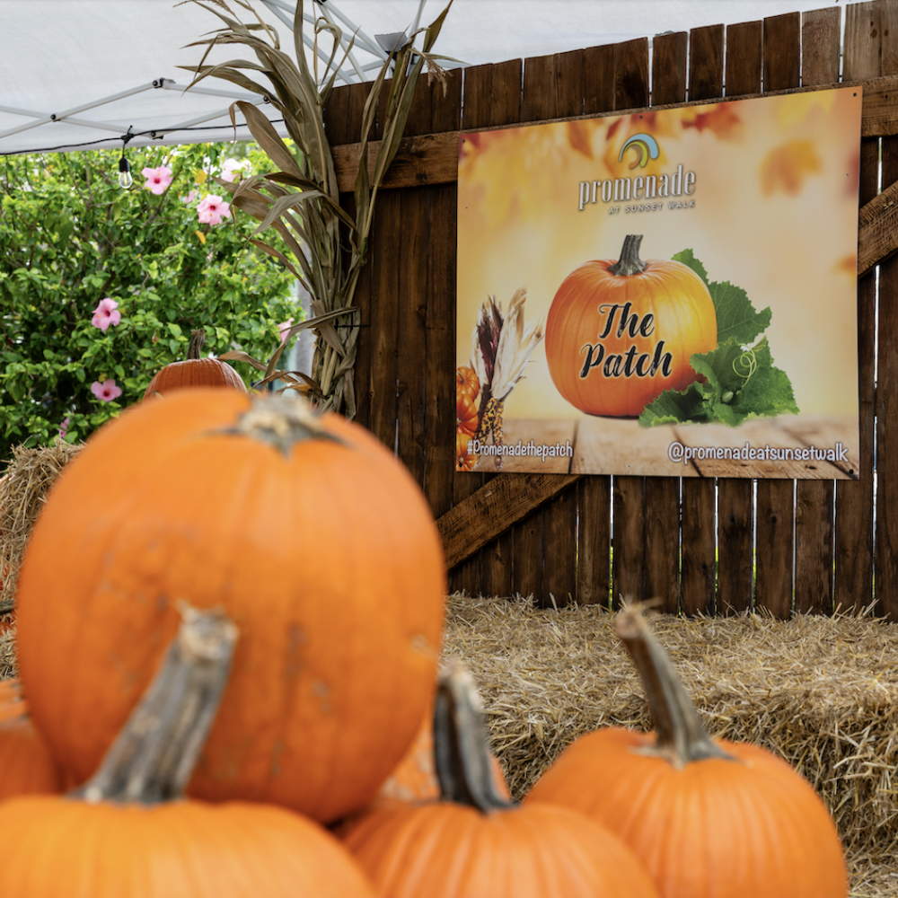 Sunset Walk Pumpkin Patch