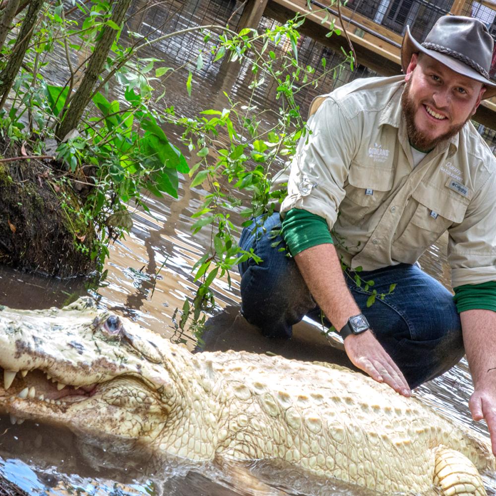 albino alligator at Gatorland 