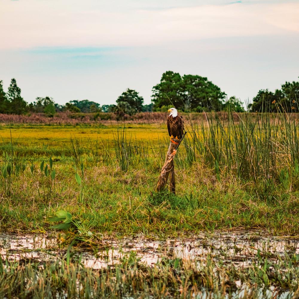 A bald eagle perches on a tree branch above the grassy wetlands at Wild Florida, surrounded by tall reeds and open landscape under a pastel sky.