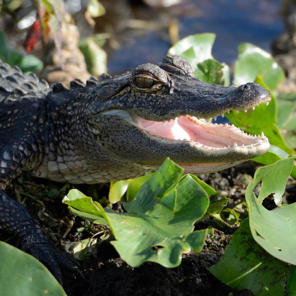 A Day in the Life of a Gator in Kissimmee, Florida