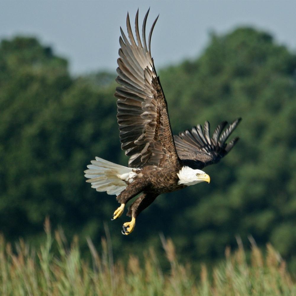 A bald eagle soars low over grassy wetlands, wings spread wide against a backdrop of dense green trees.