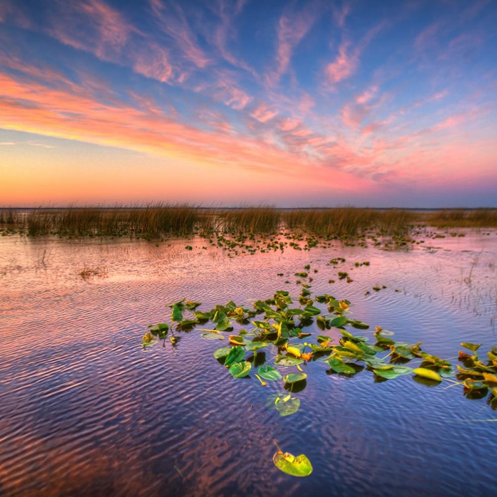 A peaceful sunset over the Kissimmee, Florida, wetlands with lily pads floating on calm water beneath a colorful pink and orange sky.