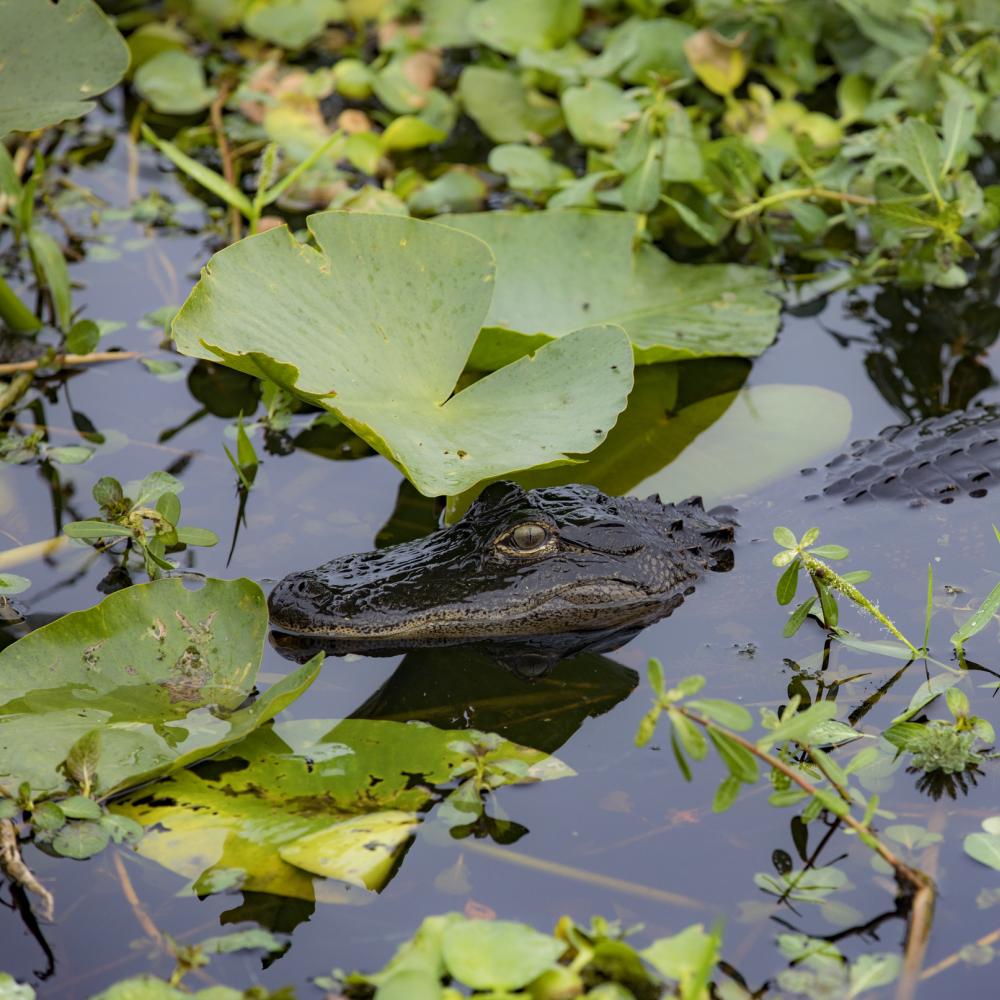 Alligator in Kissimmee, Florida
