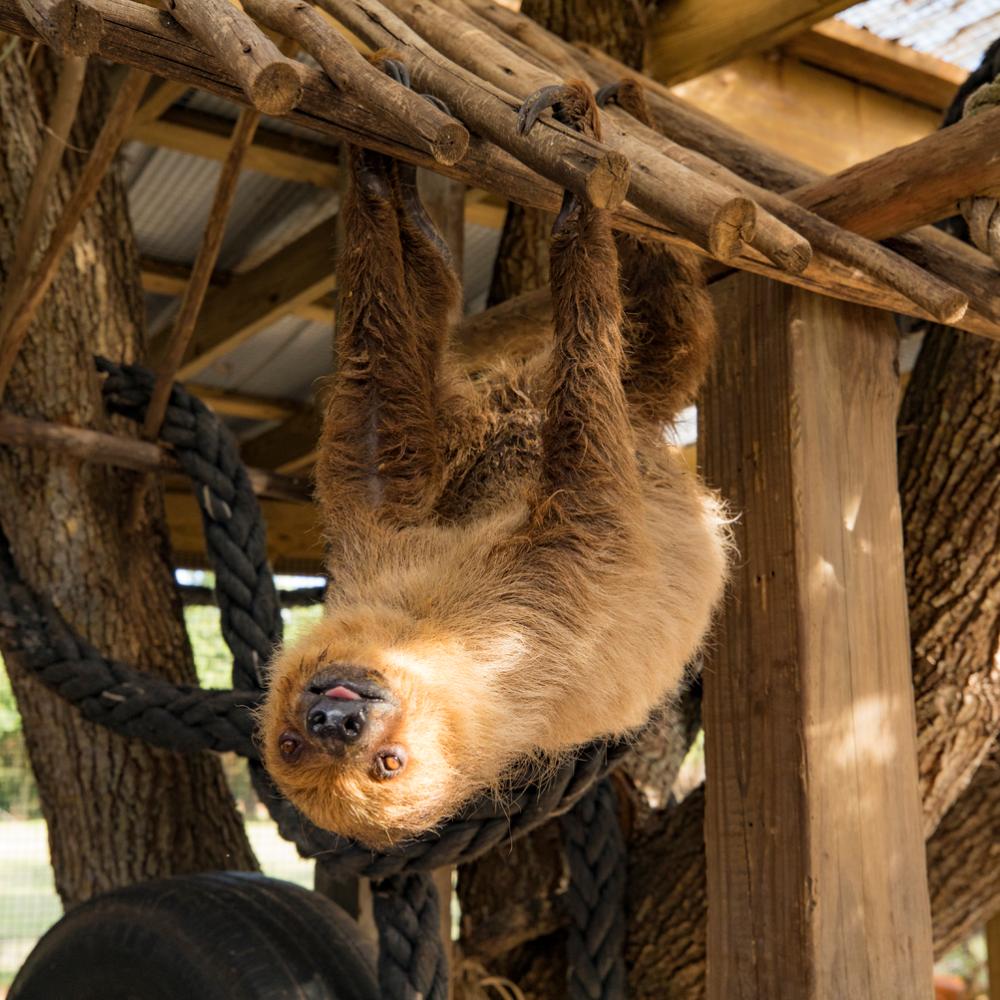 A sloth hangs upside down from a wooden structure at Wild Florida, peeking curiously at visitors.