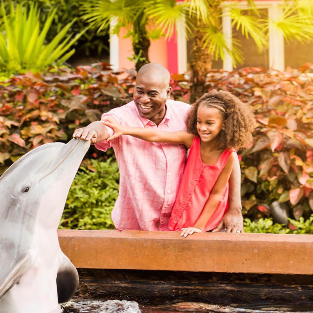 A smiling adult and child lean over a low wall to gently touch a dolphin during an up-close animal encounter, surrounded by lush greenery.