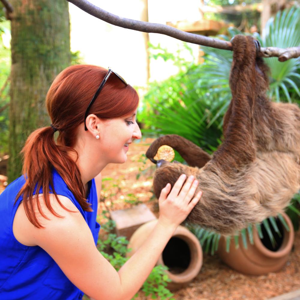 A woman smiles while gently feeding a sloth that hangs upside down from a branch in a lush, outdoor habitat.