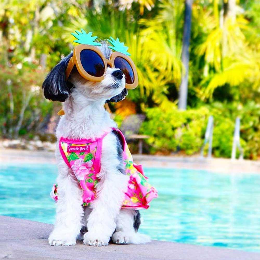 Instagram @tinkerbellethedog lounging by the pool in Kissimmee