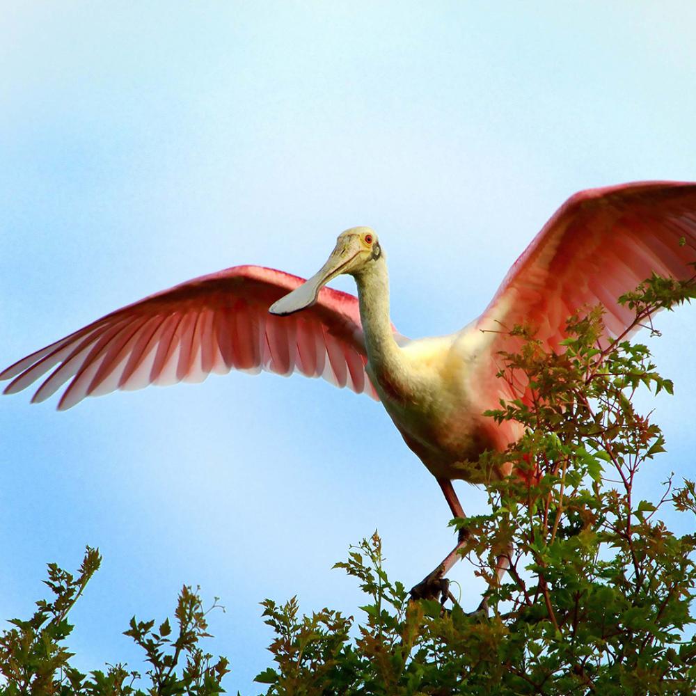 A roseate spoonbill spreads its pink wings while perched atop green branches against a clear blue Florida sky.