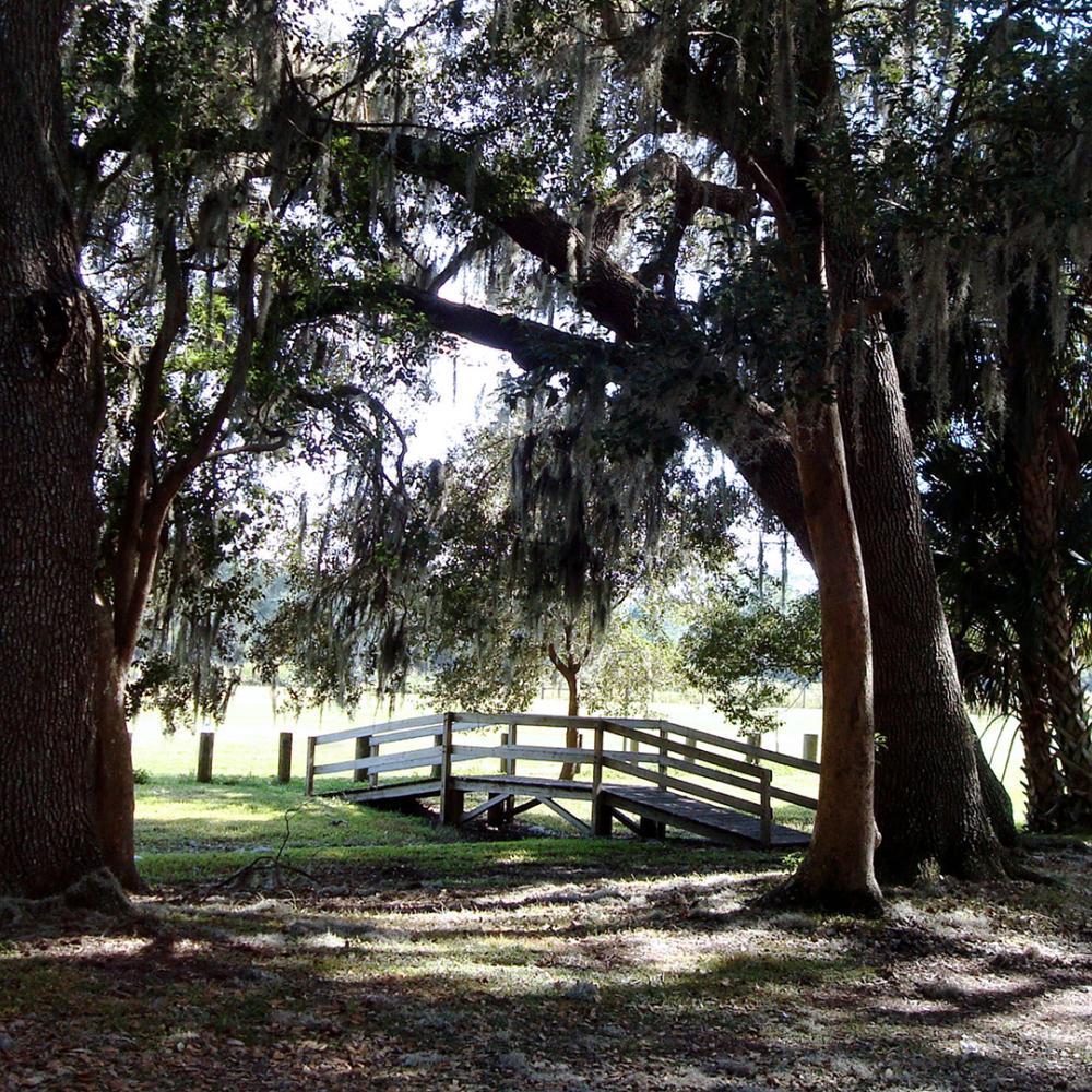 Wooden bridge in green park.