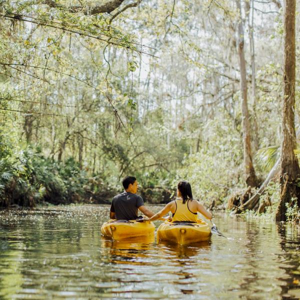 Two people exploring Shingle Creek on yellow kayaks
