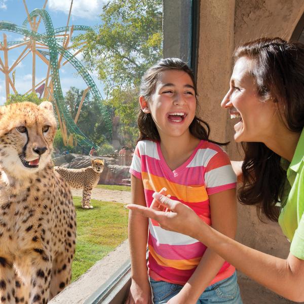 Busch Gardens Cheetah