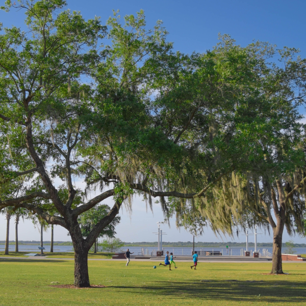 Beautiful trees at Kissimmee Lakefront Park.