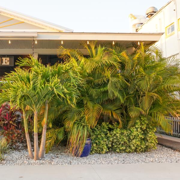 The exterior of Breeze, a restaurant with an open-air patio partially hidden by tropical plants and palm trees, with guests seated inside.