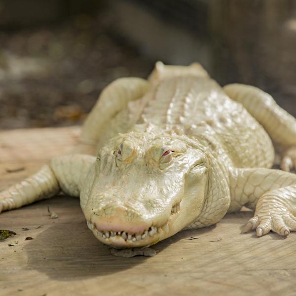 Albino alligator at Wild Florida.