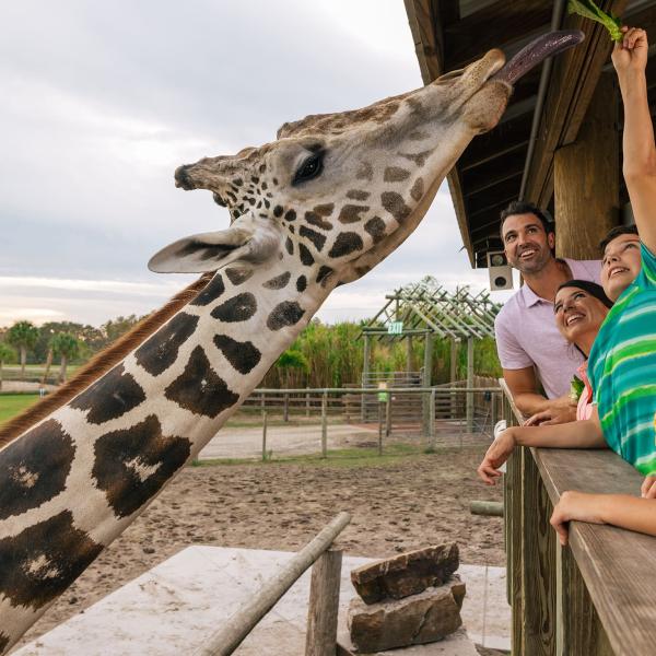 Visitors feed a giraffe at Wild Florida.