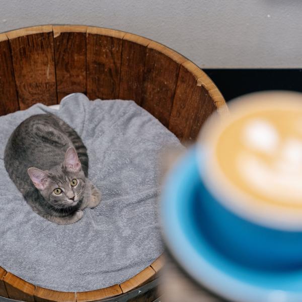 Orlando Cat Cafe